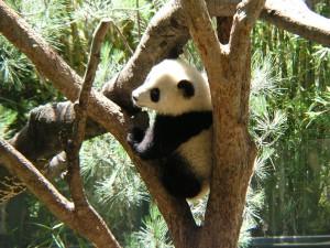 Panda updates, content and SEO