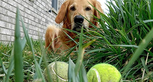 A dog lies in the grass with two tennis balls