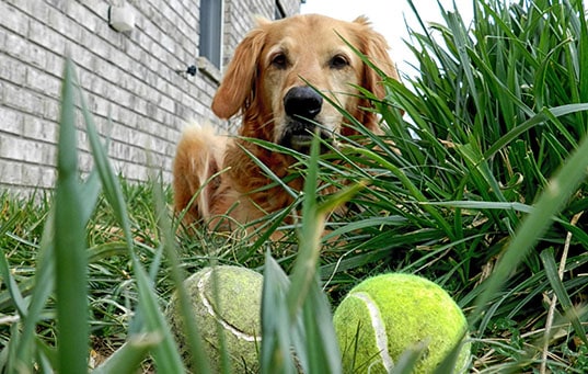 A dog lies in the grass with two tennis balls