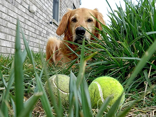 dog with two tennis balls