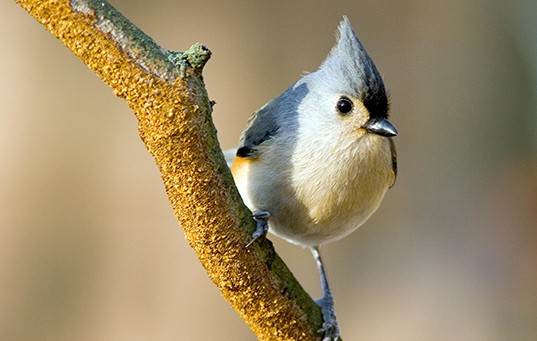 bird on a branch