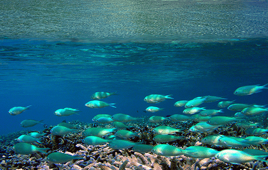 Fish swimming underwater