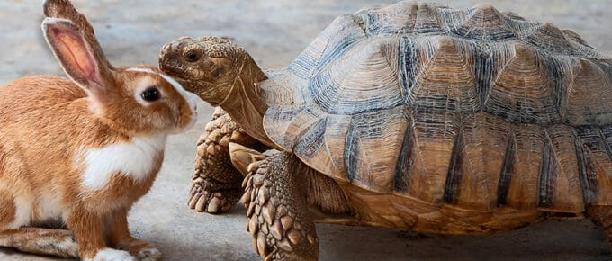 Tortoise and hare facing one another