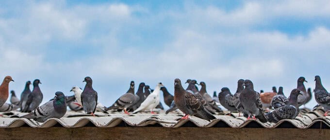 a flock of pidgets standing on a roof