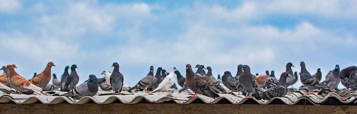 a flock of pidgets standing on a roof